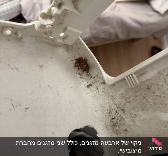 חלק פנימי של מכשיר עם חרק מת